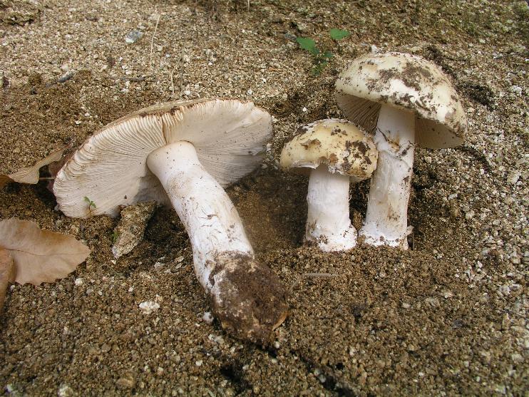 Amanita  amici  Gillet